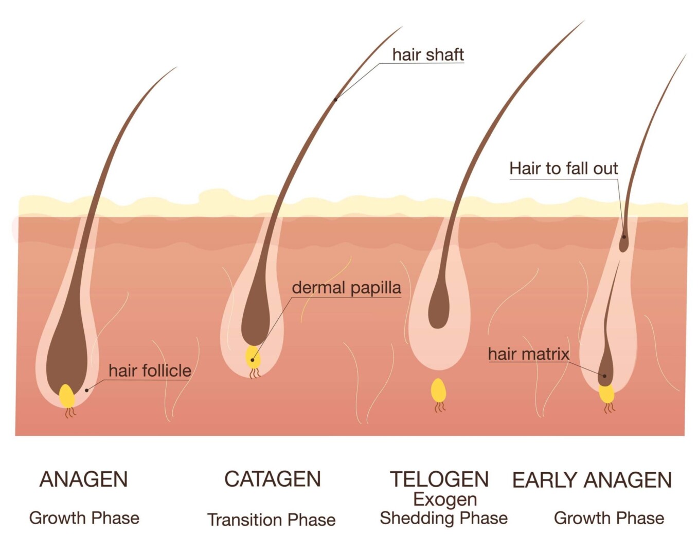 double hair in one follicle